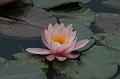 water lily
